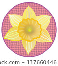 Illustration of a trumpet daffodil with a circular background 137660446