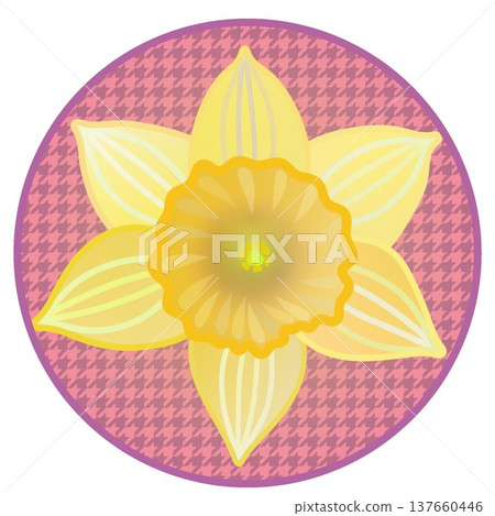 Illustration of a trumpet daffodil with a circular background Illustration of a trumpet daffodil with a circular background 137660446