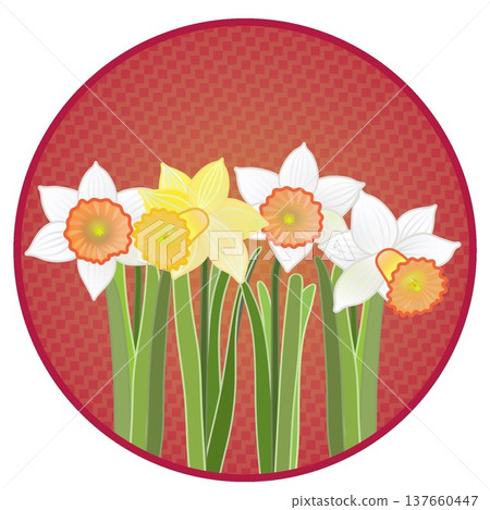 Illustration of a trumpet daffodil with a circular background Illustration of a trumpet daffodil with a circular background 137660447