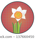 Illustration of a trumpet daffodil with a circular background 137660450