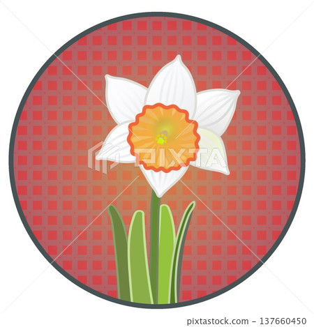 Illustration of a trumpet daffodil with a circular background 137660450