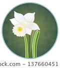 Illustration of a trumpet daffodil with a circular background 137660451