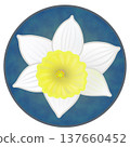 Illustration of a trumpet daffodil with a circular background 137660452