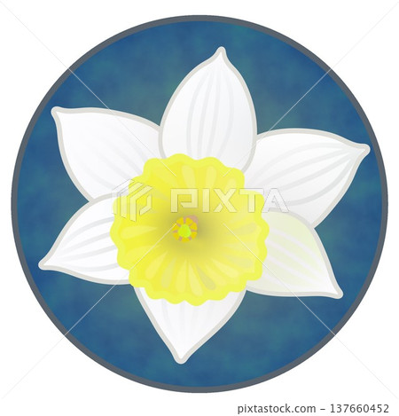 圓形背景下的水仙花插圖 圓形背景下的水仙花插圖 137660452