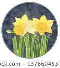 Illustration of a trumpet daffodil with a circular background 137660453