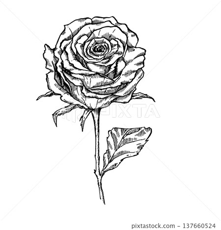 A rose drawn in black in an engraving style. Vector element for festive designs and decorations for Women's Day and birthdays. A rose drawn in black in an engraving style. Vector element for festive designs and decorations for Women's Day and birthdays. 137660524
