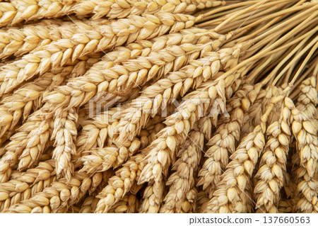 Golden wheat stalks harvested in a field ready for processing during late summer season 137660563