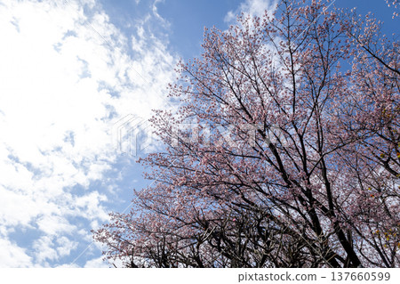 三月：藍天白雲，安條櫻花七成盛開 137660599