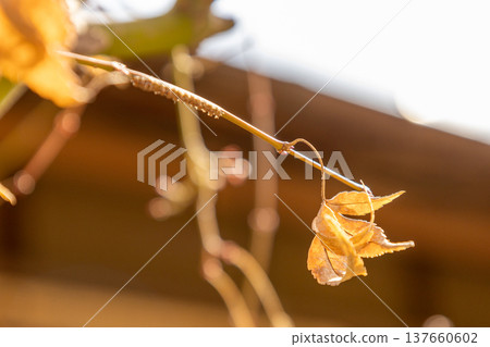三月,光藏院,枯萎的楓葉 三月,光藏院,枯萎的楓葉 137660602