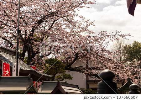 March: Mikkō-in Temple - 70% blooming Angyo cherry blossoms and the temple grounds March: Mikkō-in Temple - 70% blooming Angyo cherry blossoms and the temple grounds 137660607