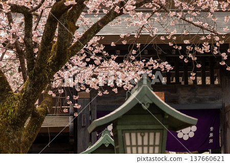 March: Mikkō-in Temple - 70% blooming Angyo cherry blossoms and the temple grounds March: Mikkō-in Temple - 70% blooming Angyo cherry blossoms and the temple grounds 137660621