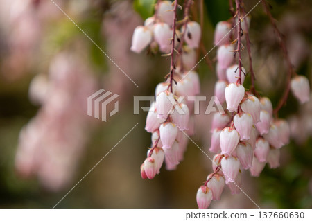 March: Japanese Andromeda in full bloom March: Japanese Andromeda in full bloom 137660630