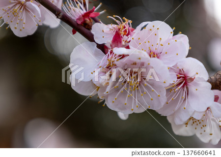 March: White plum blossoms in full bloom March: White plum blossoms in full bloom 137660641
