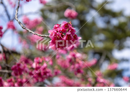 March: Kanhi cherry blossoms in full bloom March: Kanhi cherry blossoms in full bloom 137660644