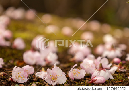 March, Angyo cherry blossoms, multiple petals fallen to the ground. March, Angyo cherry blossoms, multiple petals fallen to the ground. 137660652