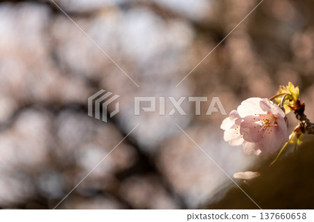 March: A single, lovely Angyo cherry blossom. March: A single, lovely Angyo cherry blossom. 137660658