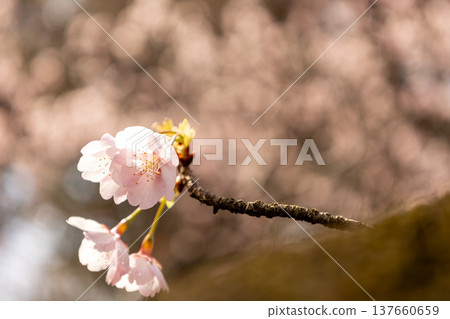 March: Angyo cherry blossoms in full bloom 137660659