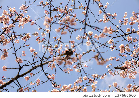 March: Blue skies and 70%-bloomed Angyo cherry blossoms March: Blue skies and 70%-bloomed Angyo cherry blossoms 137660660
