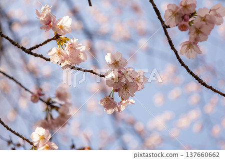 March: Blue skies and 70%-bloomed Angyo cherry blossoms 137660662