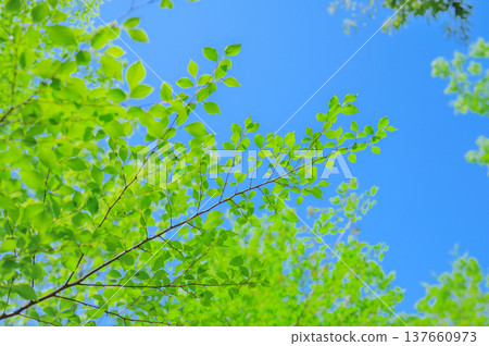 藍天綠葉：自然的春日景象。 137660973