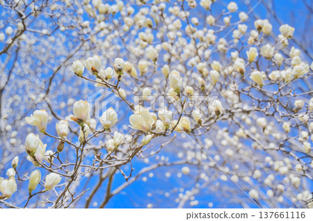 開花在藍天的Hakkokuren花 開花在藍天的Hakkokuren花 137661116