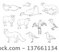Hand drawn wildlife line art set with seals otter sheep fox and seabirds puffin gull cormorant and wader isolated on white background 137661134