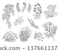 Coastal botanical line art set of ivy ferns sea buckthorn sea thrift sea thistle rosehip rowan berries grass and dune plants 137661137