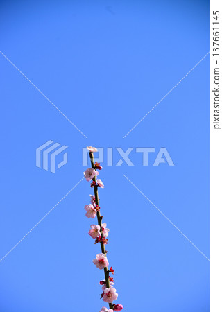 早春的梅花 早春的梅花 137661145