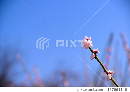 Early spring plum blossoms 137661146