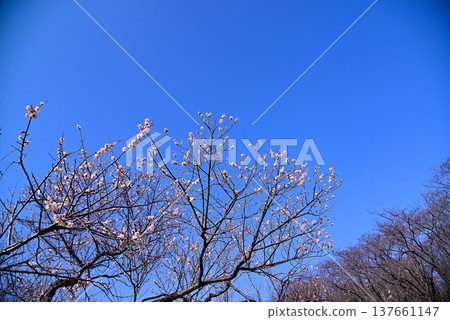 早春的梅花 137661147