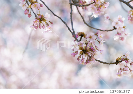 Pale pink cherry blossoms blooming against a backdrop of faded cherry blossoms – a spring scene. 137661277