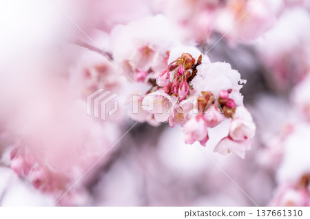 The beginning of spring - Winter cherry blossoms covered with snow The beginning of spring - Winter cherry blossoms covered with snow 137661310