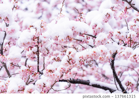 The beginning of spring - Winter cherry blossoms covered with snow 137661315