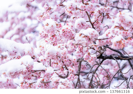 The beginning of spring - Winter cherry blossoms covered with snow 137661316