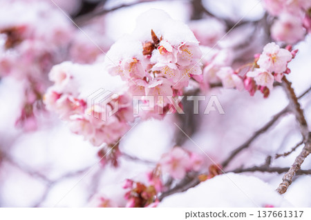 The beginning of spring - Winter cherry blossoms covered with snow 137661317