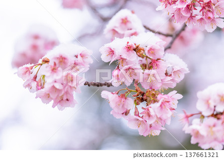 The beginning of spring - Winter cherry blossoms covered with snow 137661321