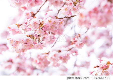 春天伊始-冬日櫻花被白雪覆蓋 春天伊始-冬日櫻花被白雪覆蓋 137661329