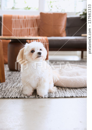 一隻小白狗坐在客廳的狗窩旁。這就是室內養寵物的生活。 137661333