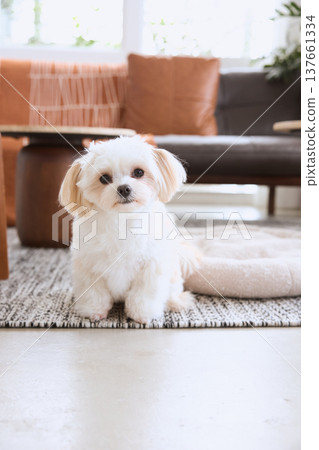 A small white dog sitting on the living room rug. A natural lifestyle with a dog. A small white dog sitting on the living room rug. A natural lifestyle with a dog. 137661334
