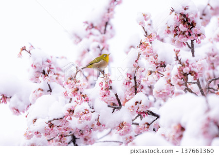 The beginning of spring: Snow-covered cherry blossoms and a Japanese white-eye 137661360