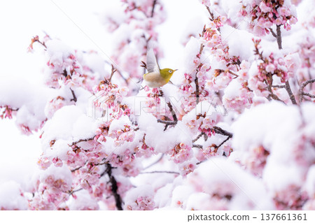 The beginning of spring: Snow-covered cherry blossoms and a Japanese white-eye 137661361