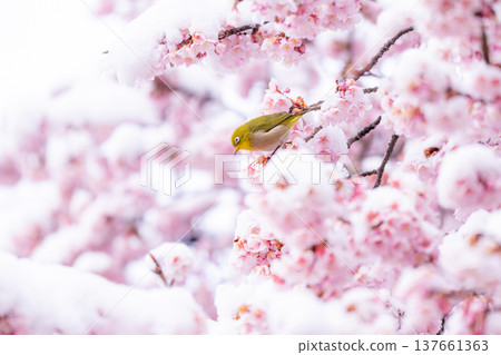春日的第一天,白雪覆蓋的櫻花和一隻繡眼鳥 春日的第一天,白雪覆蓋的櫻花和一隻繡眼鳥 137661363