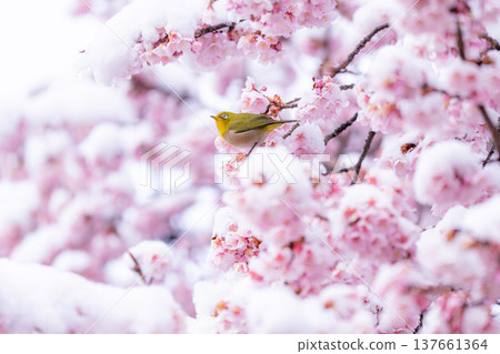 春日的第一天，白雪覆蓋的櫻花和一隻繡眼鳥 137661364
