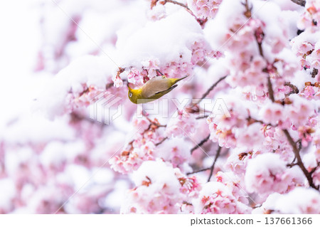 The beginning of spring: Snow-covered cherry blossoms and a Japanese white-eye 137661366