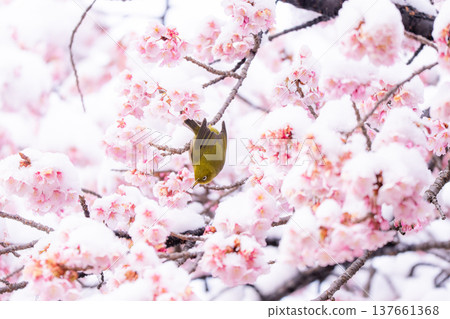 The beginning of spring: Snow-covered cherry blossoms and a Japanese white-eye The beginning of spring: Snow-covered cherry blossoms and a Japanese white-eye 137661368