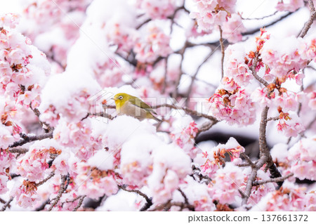 春日的第一天，白雪覆蓋的櫻花和一隻繡眼鳥 137661372