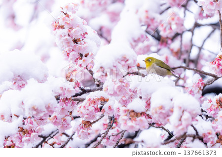 The beginning of spring: Snow-covered cherry blossoms and a Japanese white-eye The beginning of spring: Snow-covered cherry blossoms and a Japanese white-eye 137661373