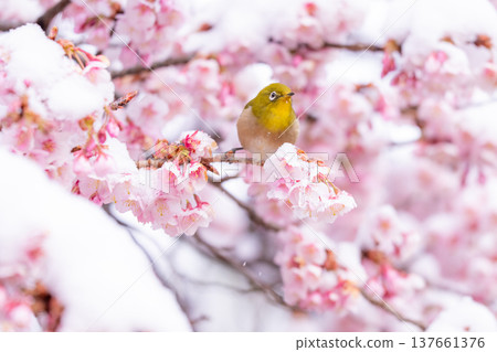 春日的第一天，白雪覆蓋的櫻花和一隻繡眼鳥 137661376