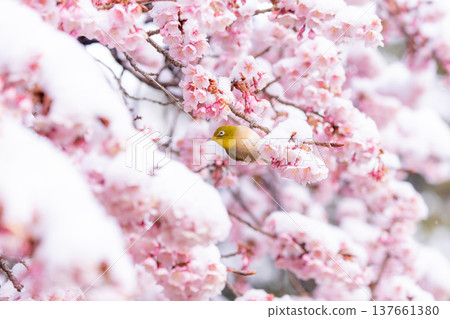 The beginning of spring: Snow-covered cherry blossoms and a Japanese white-eye The beginning of spring: Snow-covered cherry blossoms and a Japanese white-eye 137661380