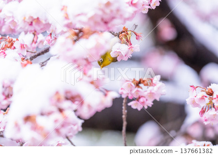 The beginning of spring: Snow-covered cherry blossoms and a Japanese white-eye 137661382